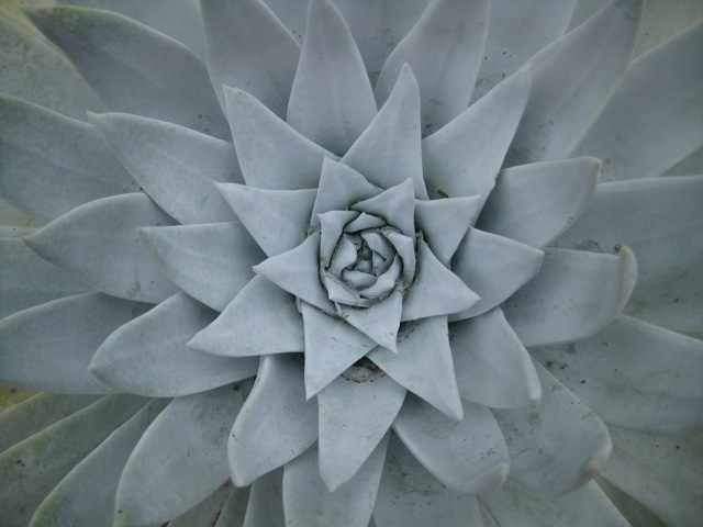 agave plant close up
