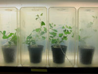plants in plastic containers