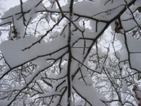 snow in tree branches
